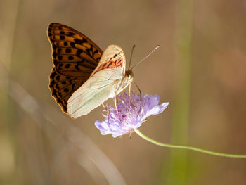 Close-up of butterfly pollinating on purple flower