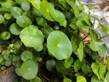 High angle view of green leaves