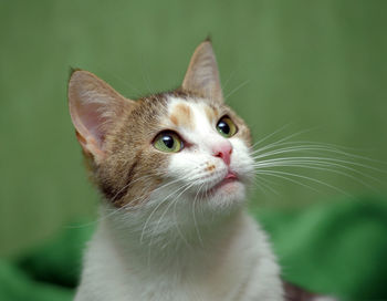 Close-up of cat looking away