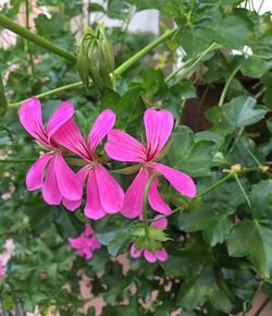 Close-up of pink flowers blooming in park