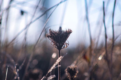 Close-up of wilted plant