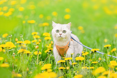 A white british cat walks on the grass with yellow dandelions, in spring