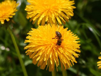 Close-up of bee pollinating flower