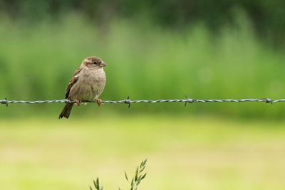 Close-up of bird perching on barbed wire