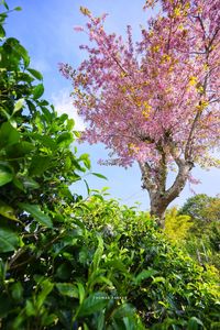 Low angle view of cherry blossoms in spring