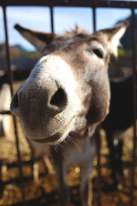 Close-up portrait of a horse