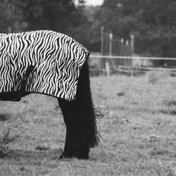 Pony with zebra print blanket on its back