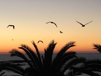 Silhouette birds flying over beach against sky during sunset