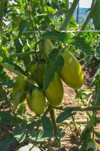 Close-up of fruits growing on tree