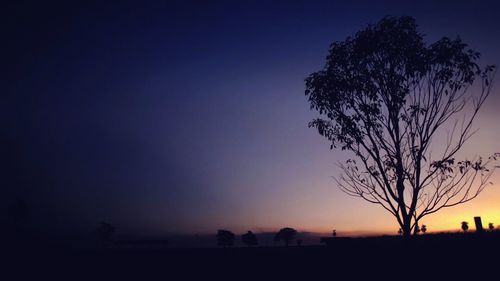 Silhouette of trees at sunset