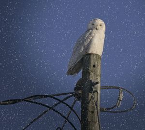 Low angle view of bird perching on wooden post against sky