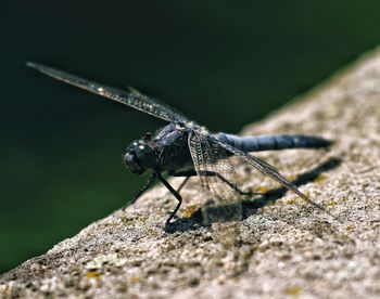 Close-up of insect on rock