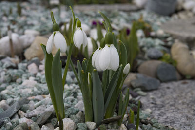 Close-up of white flowering plant