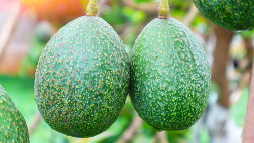 Close-up of fruits growing on tree