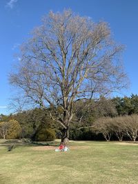 Bare tree on field against clear sky