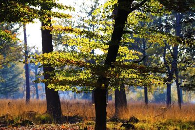 Trees in forest during autumn