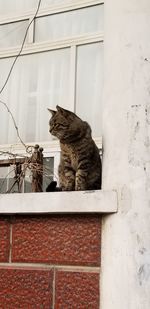 Cat sitting on wall