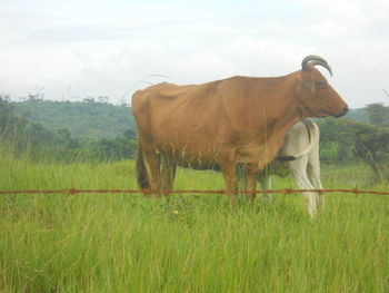 Sheep grazing on grassy field