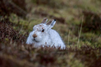 A mountain hare up close