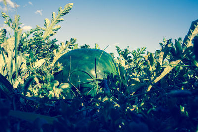 Close-up of plants against blue sky