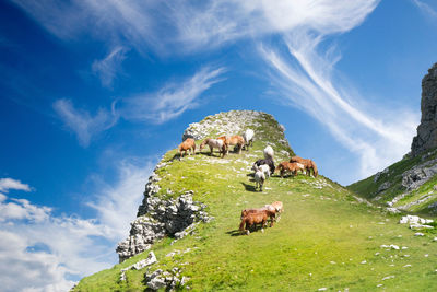 Horses grazing on the heights of the gran sasso d'italia abruzzo