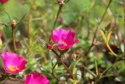 Close-up of pink cosmos blooming outdoors