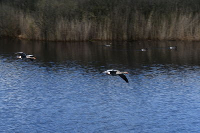 Ducks in a lake