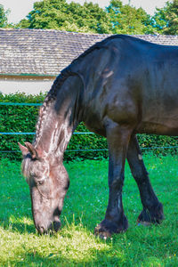 Close-up of horse grazing on field