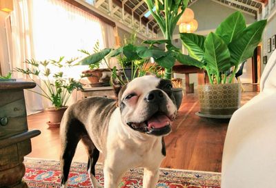 Dog and potted plants at home