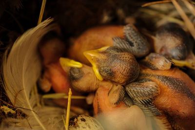 Close-up of food