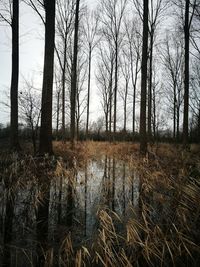 Bare trees in forest during winter