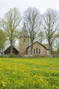 Trees growing on field against buildings