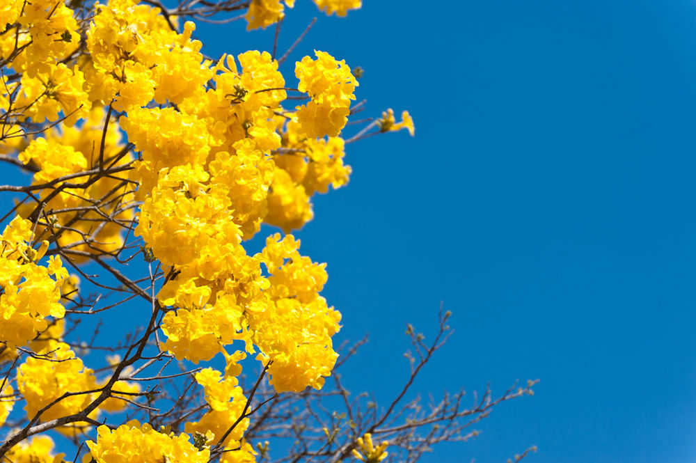 LOW ANGLE VIEW OF YELLOW FLOWER TREE