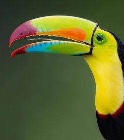 toucan