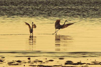 Reflection of gray heron on lake during sunset