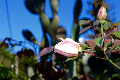 Close-up of pink flowers growing outdoors