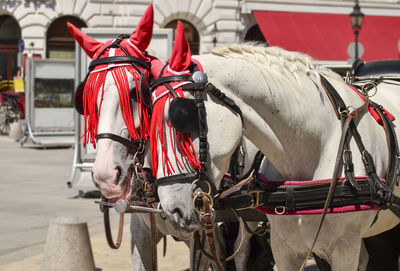 Horses for walks with tourists