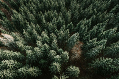 Full frame shot of pine trees in forest