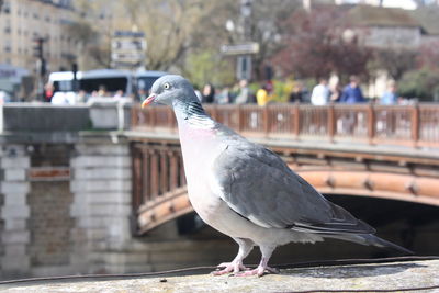 Close-up of seagull perching on wall