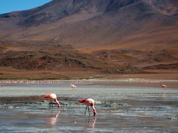 Flamingos in laguna colorada