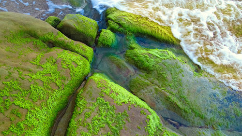 High angle view of moss on rocks