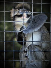 Close-up of cage at zoo