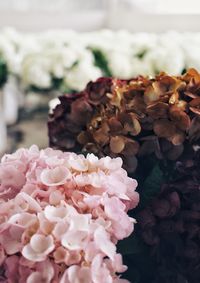 Close-up of pink hydrangea flowers