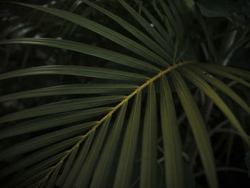 Full frame shot of palm leaf