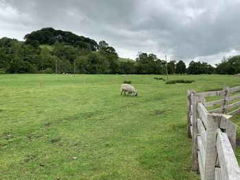 Sheep grazing in a field