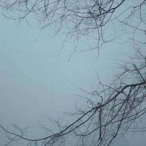 Low angle view of bare trees
