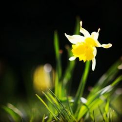 Close-up of white flower