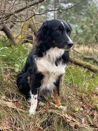 Dog looking away on field