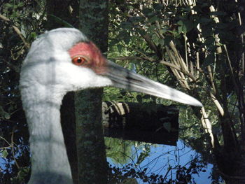 Bird perching on tree trunk