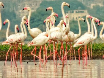 Flock of birds in lake